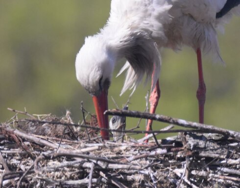 2023-04-29 00:00:00 - Eerste ooievaarsjong geboren in Zwin Natuur Park