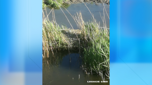2018-05-03 00:00:00 - Opnieuw zwaneneieren- en kuikens verdwenen