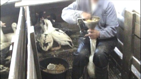 2018-07-22 00:00:00 - Producent foie gras: "verbod is regelrechte ramp"