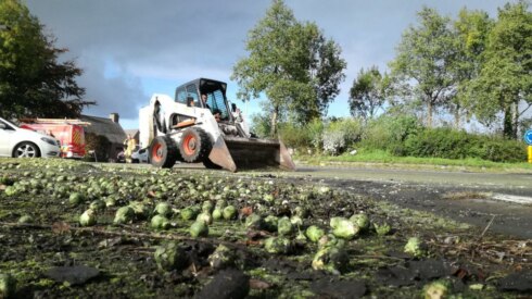 2017-10-30 00:00:00 - Honderden kilo's spruiten op wegdek Lichtervelde