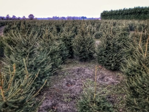 2016-12-08 00:00:00 - Dieven stelen 120 kerstbomen