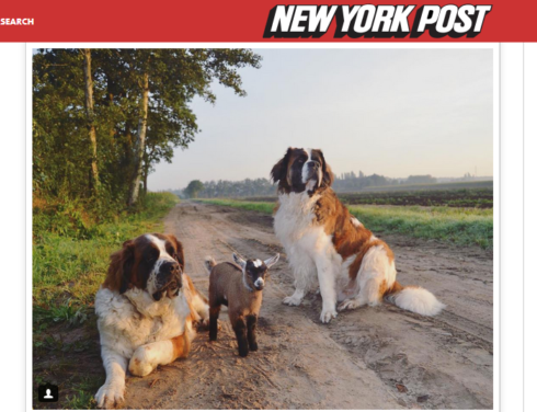 2016-10-27 00:00:00 - Vriendschap tussen honden en geit haalt New York Post