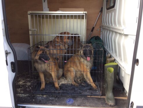 2018-03-14 00:00:00 - 80 honden weggehaald uit illegale fokkerij