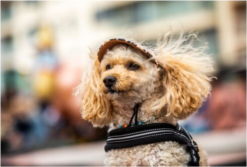 2023-05-11 00:00:00 - Hippe leibanden, roze jasjes, dit zijn de nieuwste modetrends...voor honden