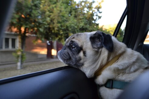 2018-07-02 00:00:00 - Weer hond bevrijd uit snikhete wagen