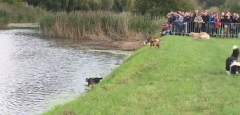 2018-01-09 00:00:00 - Hondenzwemming erkend als Vlaams erfgoed