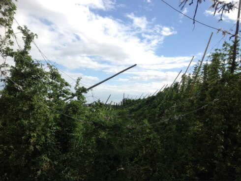 2018-08-10 00:00:00 - Windstoot maait 3 hectare hoppe neer