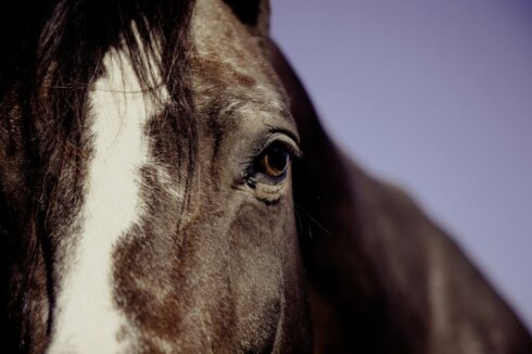 2018-10-05 00:00:00 - Paard van verdrinkingsdood gered door vissers