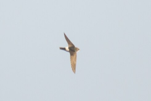 2020-10-28 00:00:00 - Uniek: huisgierzwaluw boven Blankenberge