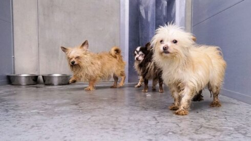 2018-06-02 00:00:00 - 29 verwaarloosde honden in beslag genomen