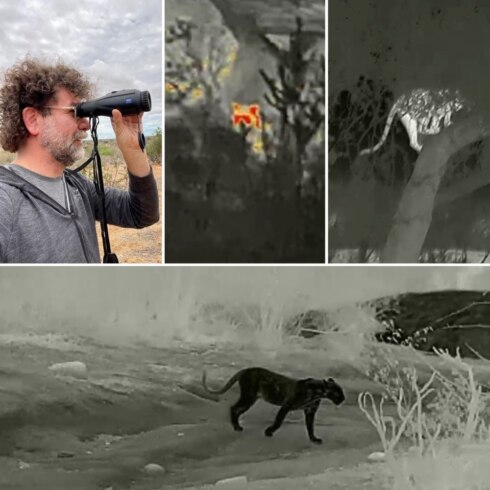 2023-05-04 00:00:00 - Bekijk. Ieperse fotograaf maakt unieke foto's van zeldzame zwarte panter