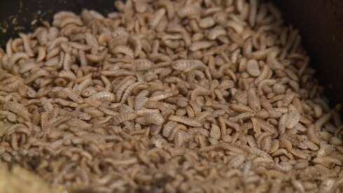 2018-01-30 00:00:00 - Onderzoeksruimte voor insectenkweek geopend