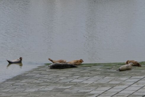 2022-02-13 00:00:00 - Nieuwe regels om zeehonden en bruinvissen beter te beschermen