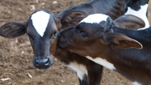 2019-05-10 00:00:00 - Uitzonderlijk: drieling kalfjes geboren in Gistel