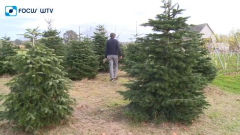 2020-11-10 00:00:00 - Kerstbomenoogst (nu al) van start in Jabbeke