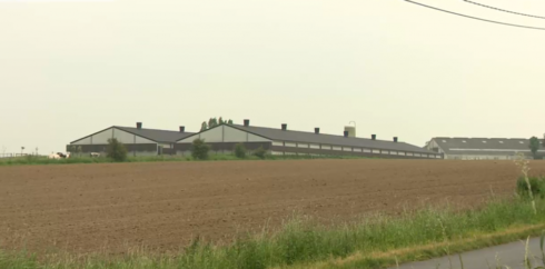 2019-07-24 00:00:00 - Toch geen 3de kippenstal voor 50.000 kippen