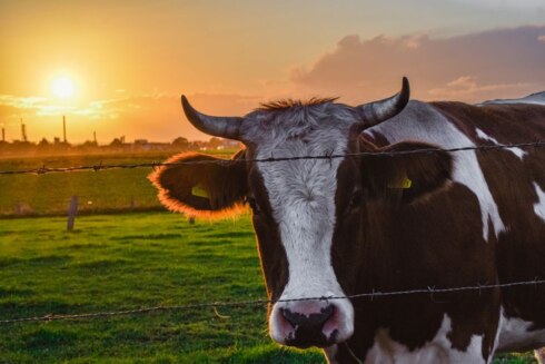 2022-01-29 00:00:00 - Online een koe kopen? Agro Expo organiseert eerste onlinerundveeveiling