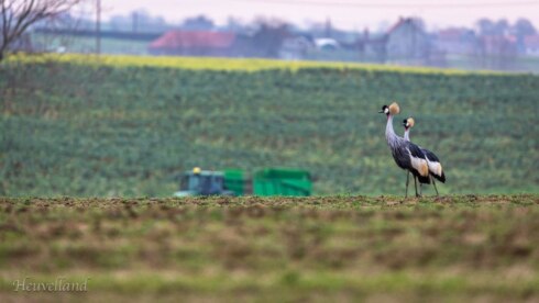 2021-12-21 00:00:00 - GESPOT: Grijze kroonkraanvogels in Heuvelland: "Uniek!"