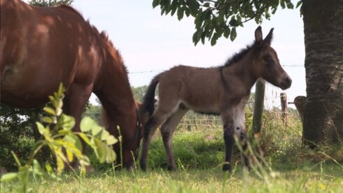 2019-08-04 00:00:00 - Zeldzame kruising tussen pony en ezel geboren in Beernem