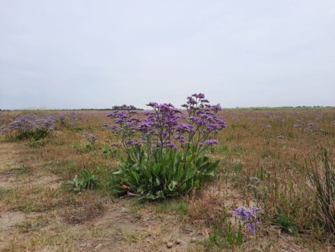 2022-07-22 00:00:00 - Lamsoor zorgt voor mooi bloementapijt in Zwin Natuurpark