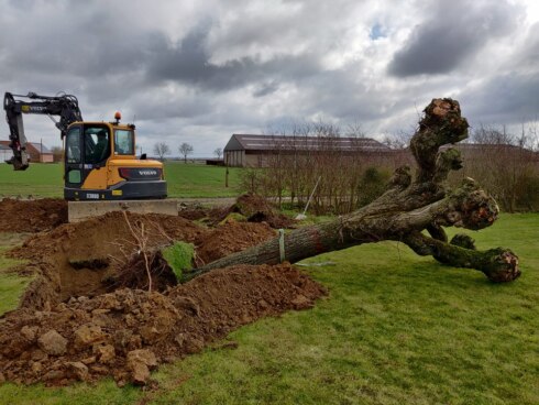2021-03-14 00:00:00 - Oude lindebomen gered in Wijtschate