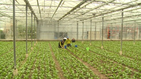 2018-04-13 00:00:00 - Sociaal tuinbouwbedrijf laat talent optimaal renderen