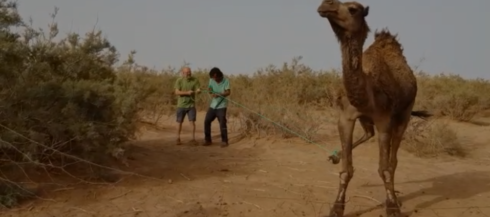 2020-07-02 00:00:00 - Koppel uit Middelkerke al 4 maand vast in Marokko