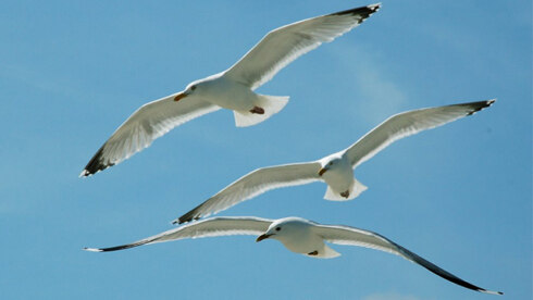 2016-07-06 00:00:00 - Broedvogelpopulaties sterk achteruit in Zeebrugge