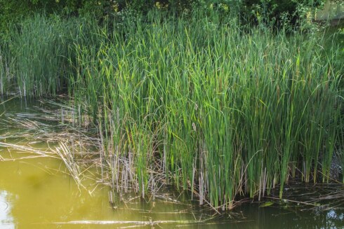 2016-10-05 00:00:00 - Grote kuis in onze waterlopen