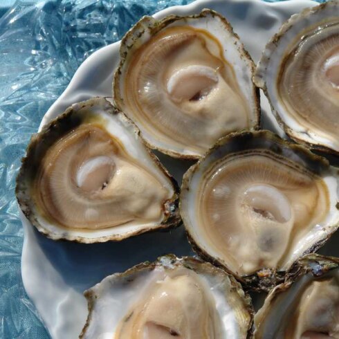 2017-11-30 00:00:00 - Binnenkort oesterkweek in Noordzee?
