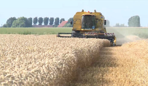 2019-07-25 00:00:00 - Alle hens aan dek voor tarweoogst