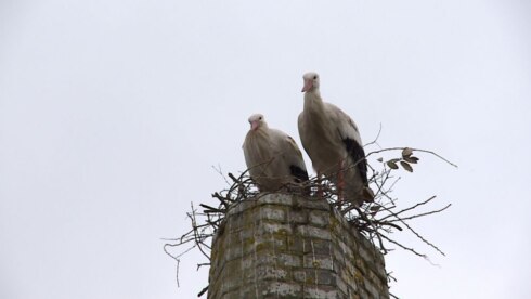 2018-03-17 00:00:00 - Sloopwerken uitgesteld door ooievaars