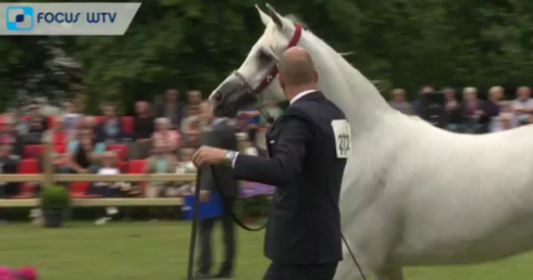 2018-06-09 00:00:00 -  Schoonheidswedstrijd voor paarden in Brugge