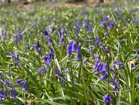 2021-04-18 00:00:00 - Paarse bloemenpracht lokt toeristen naar Kemmel