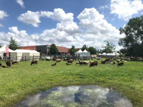 2019-06-08 00:00:00 - 14e keer 'Schone Schaapjes' in Staden