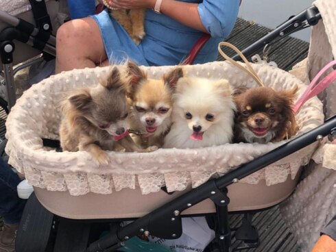2019-09-01 00:00:00 - Chihuahuawandeling in Sint-Eloois-Winkel