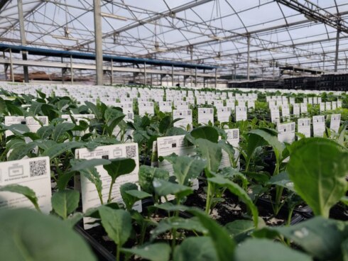 2021-04-11 00:00:00 - Corona doet plantenhype bloeien