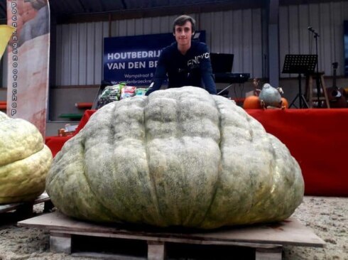 2021-10-13 00:00:00 - Bruggeling Jens kweekt zwaarste groene pompoen van Europa