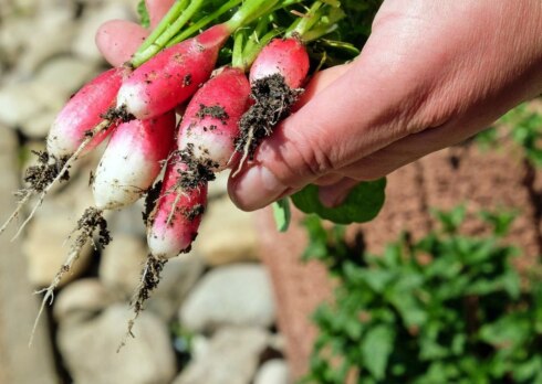 2023-05-02 00:00:00 - Risico op PFAS rond luchthaven Oostende: "eet geen groenten en fruit uit eigen tuin", buurtspeelpleintje gesloten