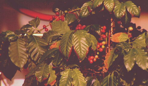2018-03-19 00:00:00 - Koffieplant mét bessen in Vichte