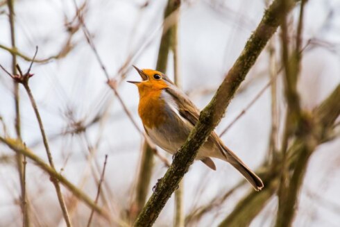 2022-08-04 00:00:00 - Nog nooit zoveel dieren in Vogelopvangcentrum Beernem