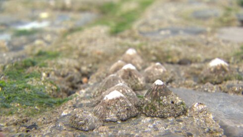 2018-08-13 00:00:00 - Schelpdieren meenemen is verboden en schadelijk