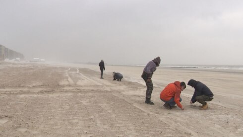 2018-03-17 00:00:00 - Schelpen tellen aan de kust