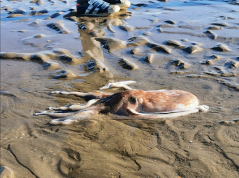 2020-11-07 00:00:00 - Zeldzame inktvis aangetroffen in Koksijde