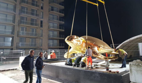 2018-05-25 00:00:00 - Schildpad terug in Nieuwpoort