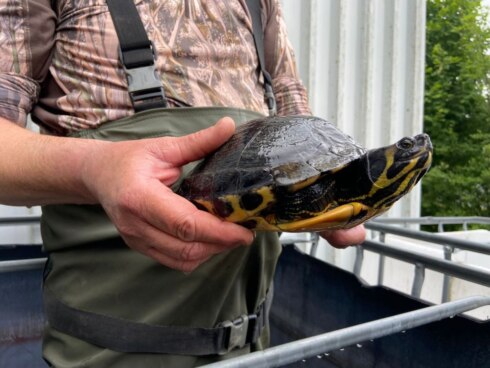 2022-06-21 00:00:00 - Vallen vangen exotische waterschildpadden langs kanaal Bossuit-Kortrijk