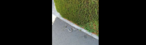 2019-09-15 00:00:00 - Slang maakt Desselgem even onveilig
