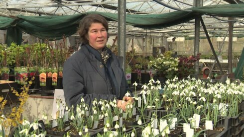 2021-02-17 00:00:00 - 400 soorten sneeuwklokjes in Brugge