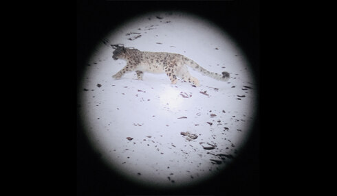 2018-04-24 00:00:00 - West-Vlamingen fotograferen 'spook van de Himalaya'