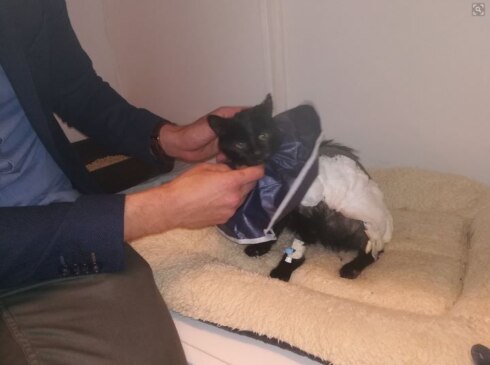 2018-09-05 00:00:00 - Mishandelde kat Sprotje heeft nieuwe thuis